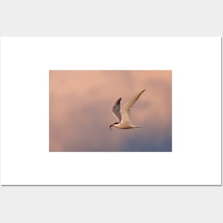 Common Tern with fish Posters and Art